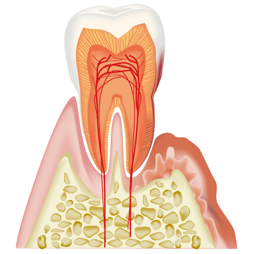 real-teeth006.png